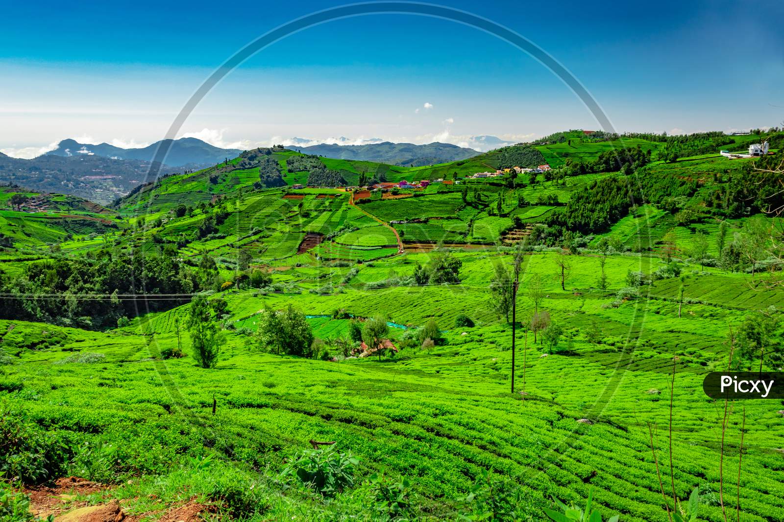 Mountain Range Covered With Green Tea Garden And Amazing Blue Sky Flat Angle Shot