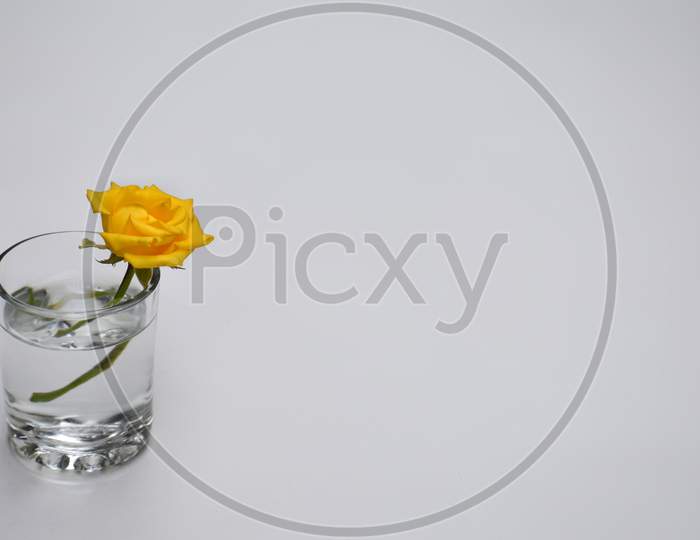 Rose flower in white background