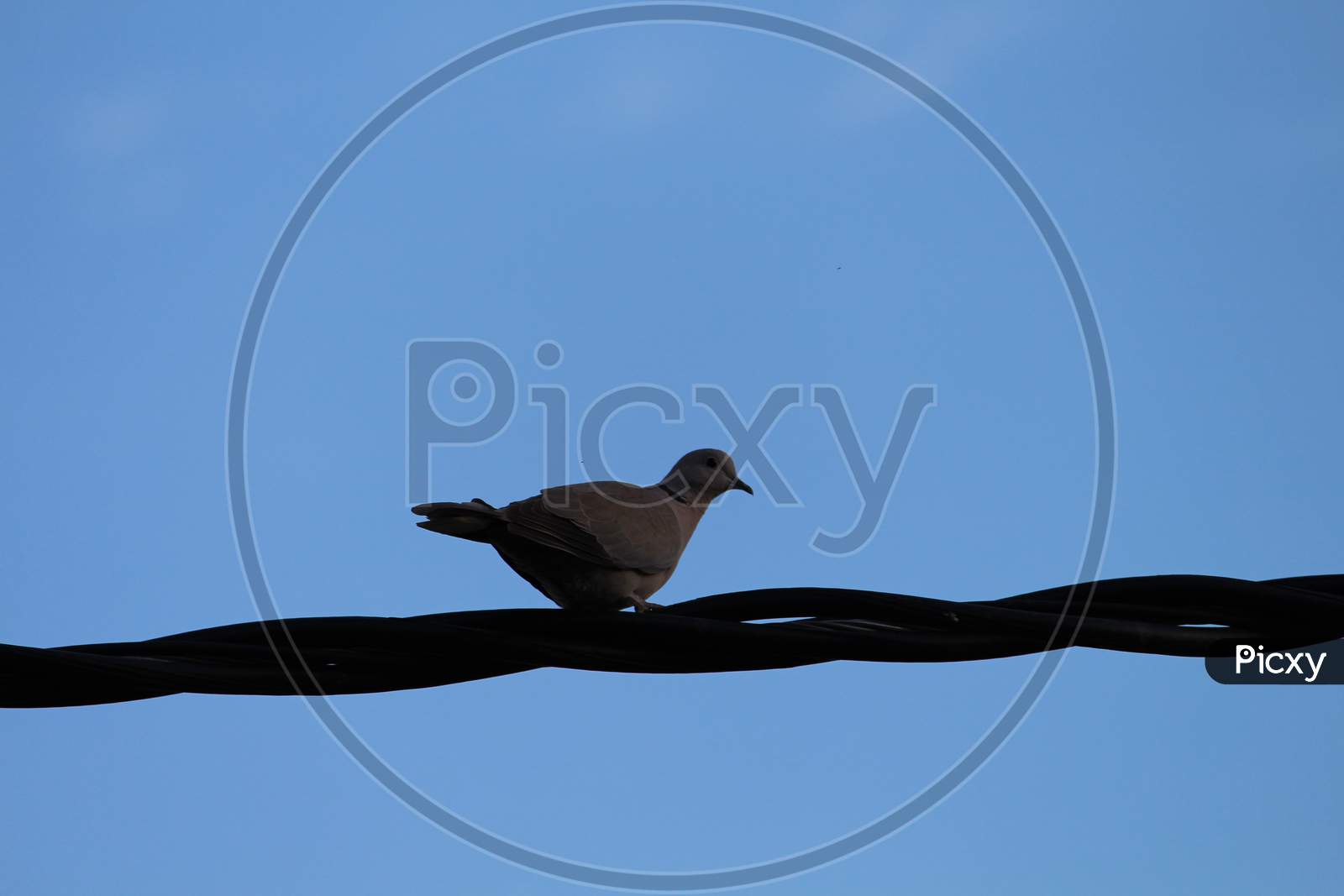 a pigeon perched on a cable wire