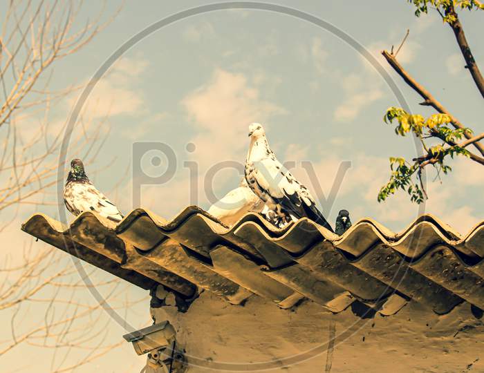 Doves sitting on roof top