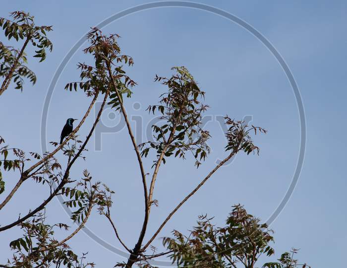 bird perched in the branches of a neem tree