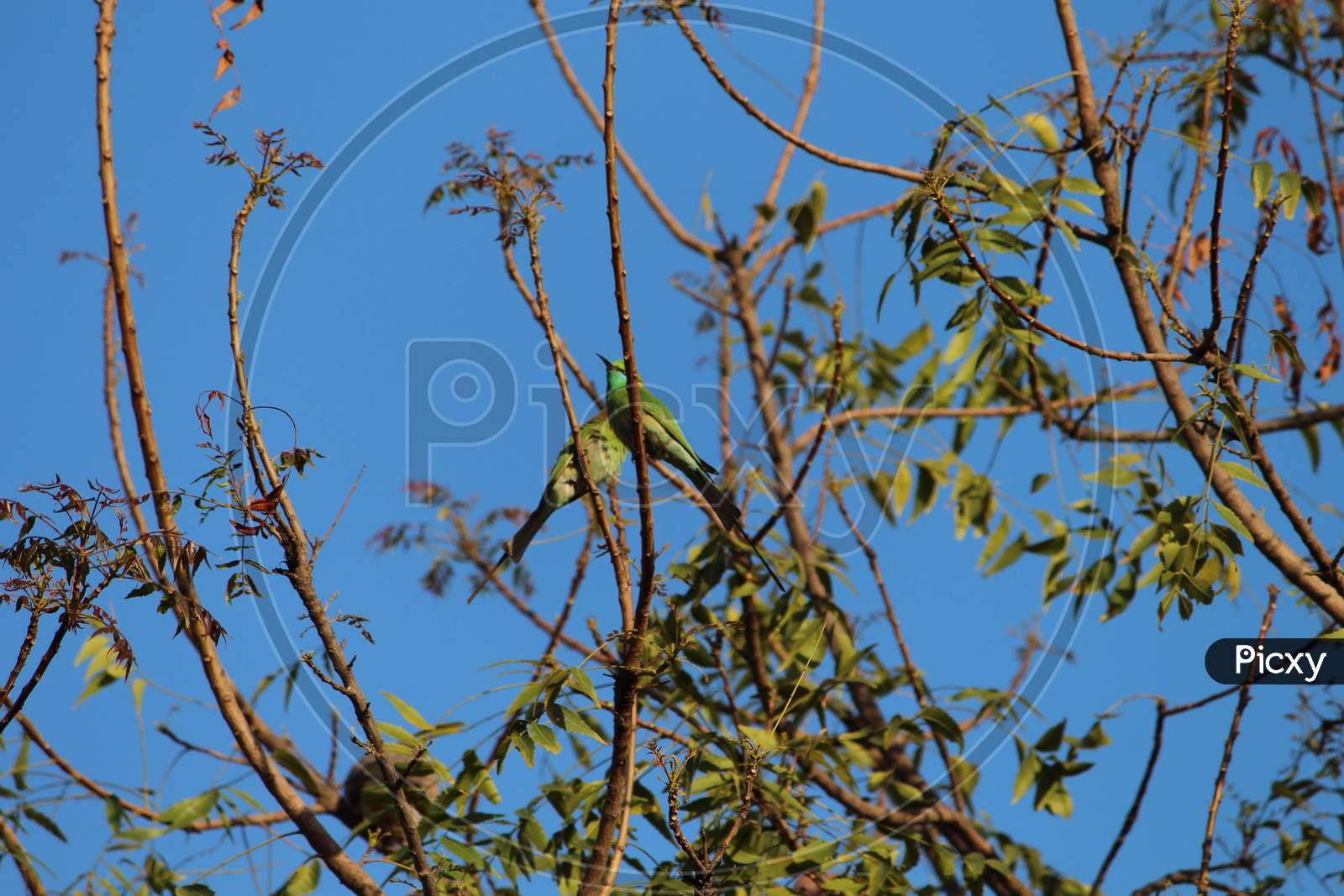 small green birds on the branches of a neem tree