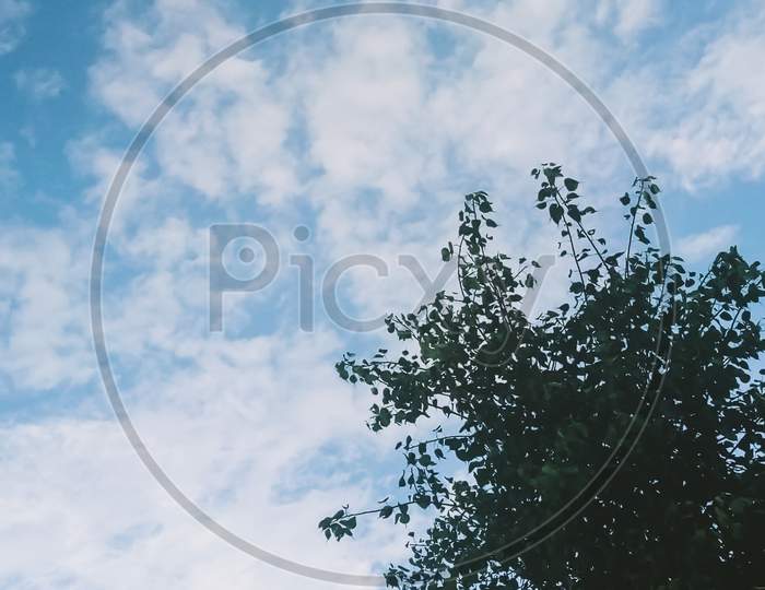 A scene of the blue sky with top of tree