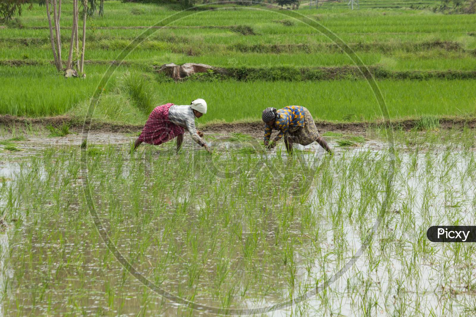 Lady farmers planting the Paddy seedlings near Mysore/Karnataka/India.