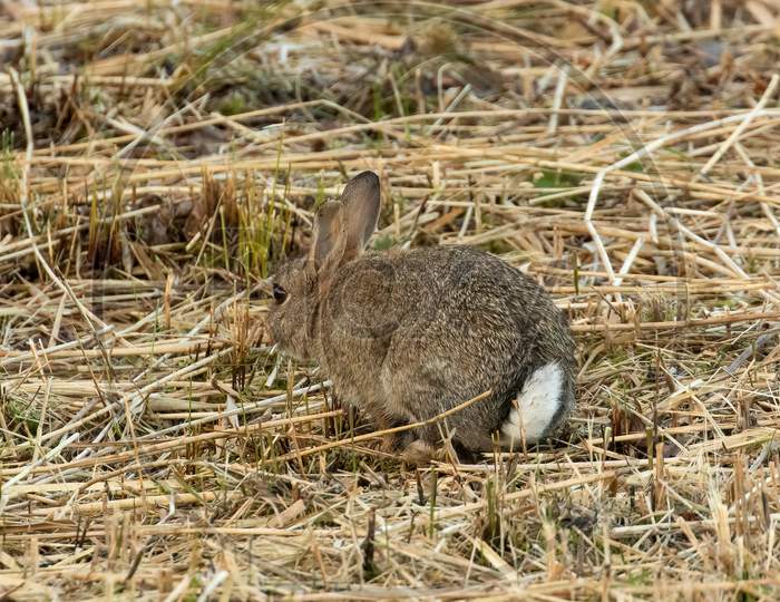 Wild Rabbit, Cottontail, Feeding