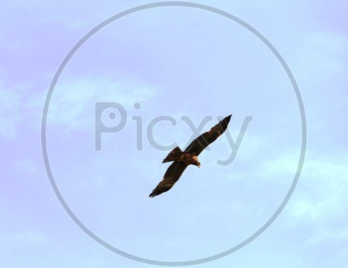 birds of prey flying high in the cloudy sky