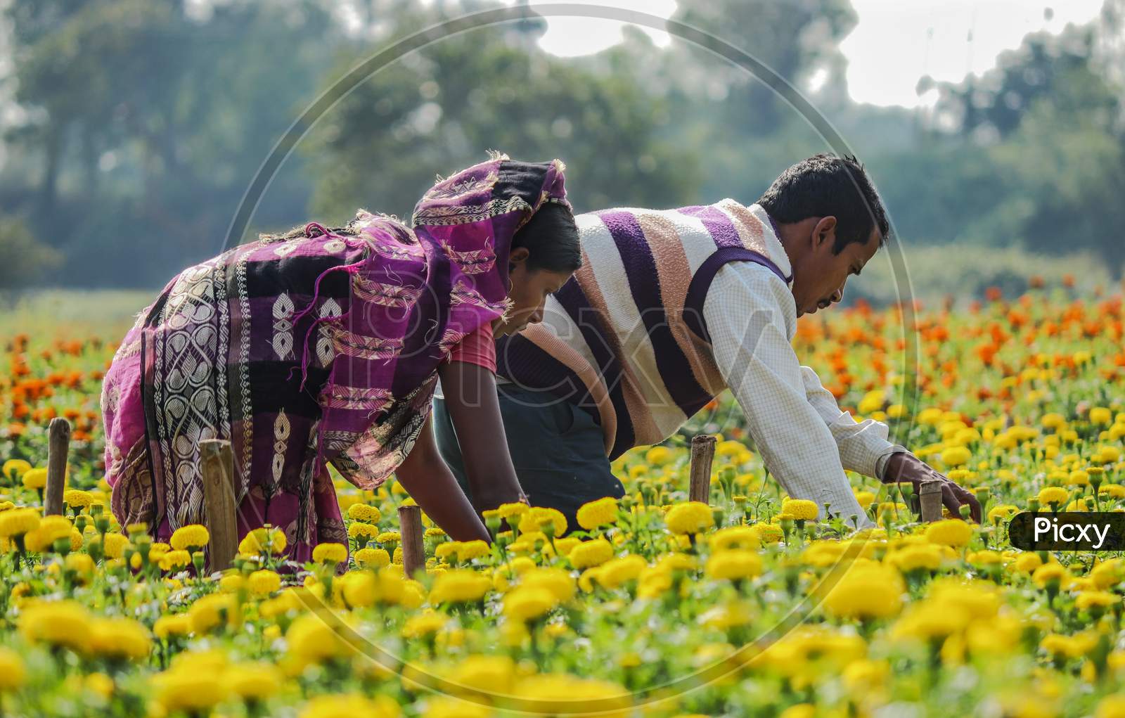 Farmers On The Flower Field