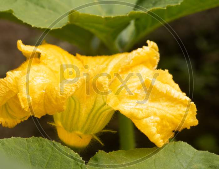 Organic Pumpkin Patch In Vegetable Garden