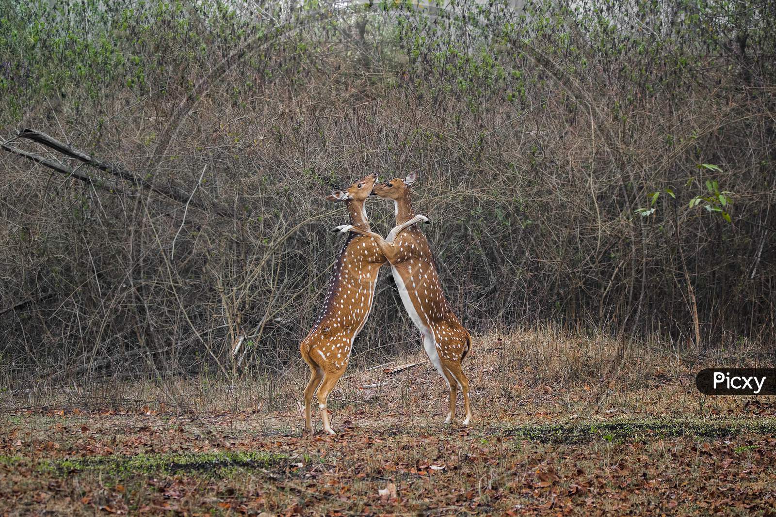 Spotted deer fighting