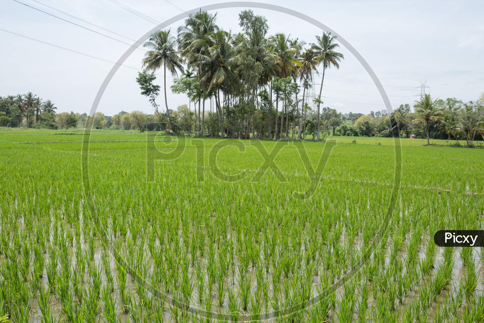Paddy fields and the Palm groove near Mysore,Karnataka/India.