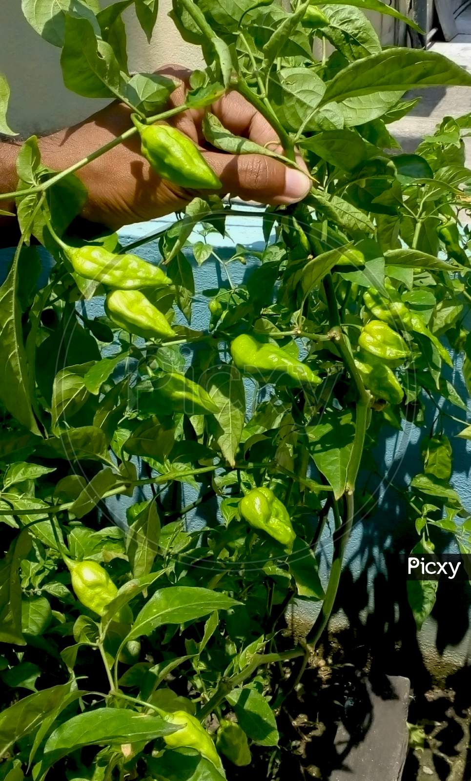 Hand-Held Chilli Trees In The Home Garden
