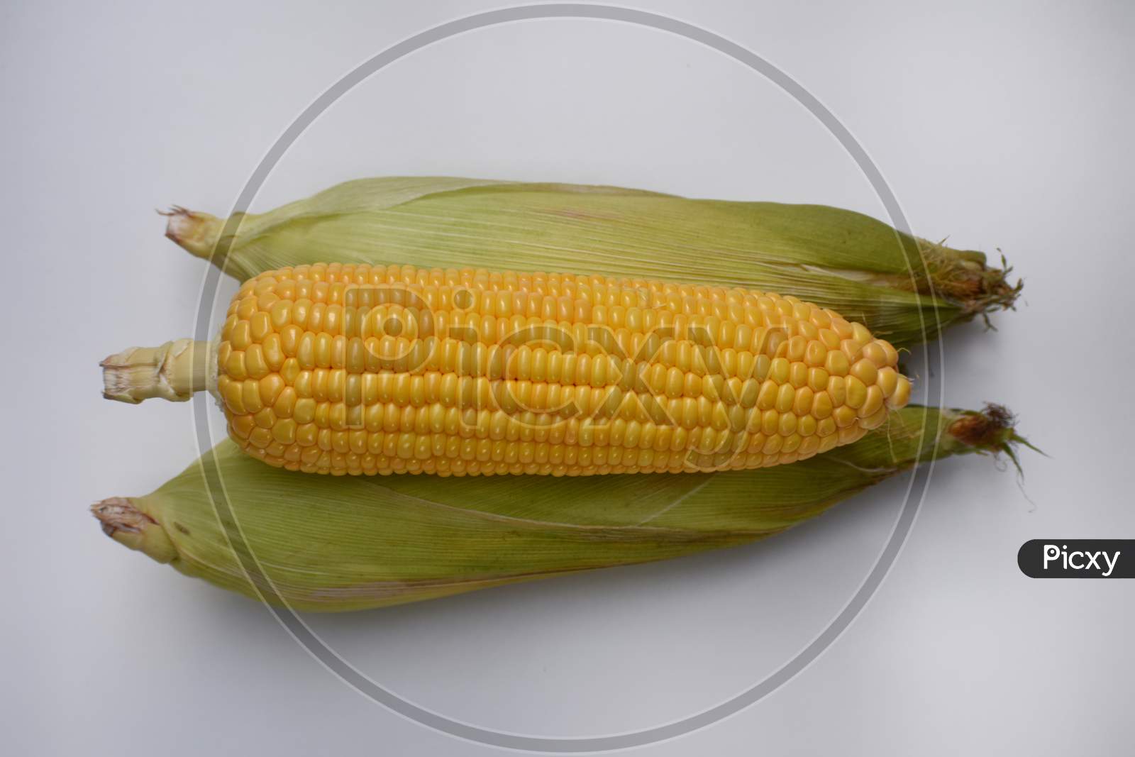 Sweet corn raw plain background