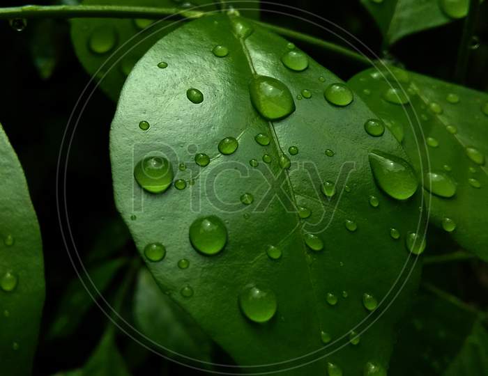 water drops on green leaves