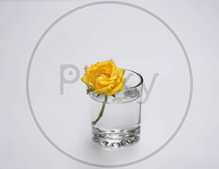 Yellow rose in white background