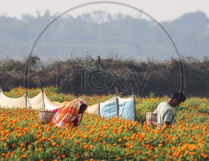 Farmers On The Flower Field