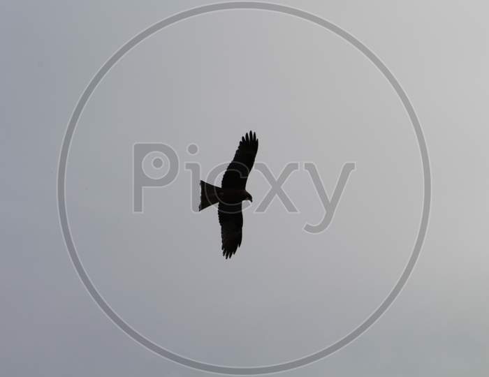 bird of prey flying high in the sky