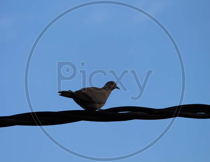 a pigeon perched on a cable wire