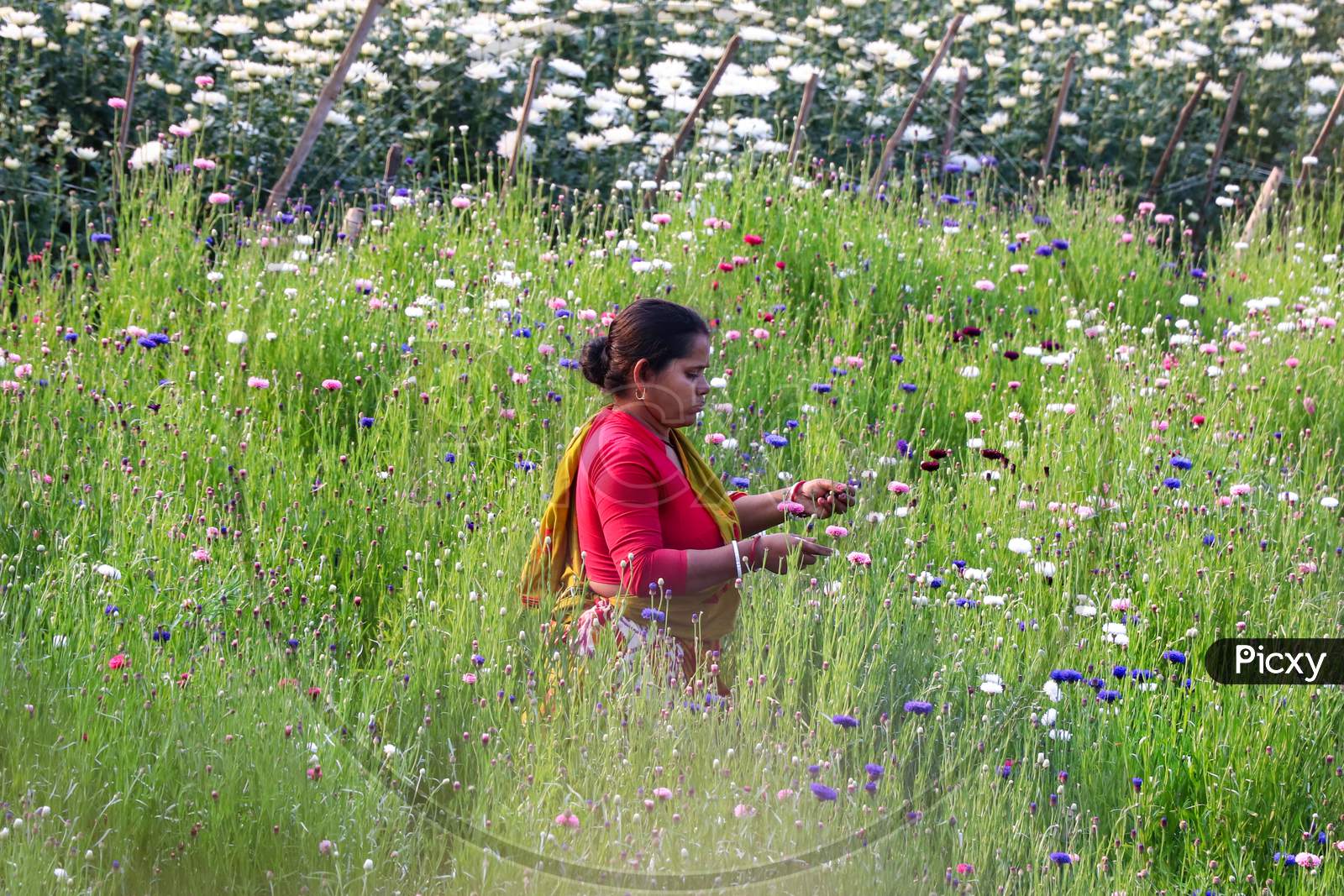 Female Farmers On The Flower Field