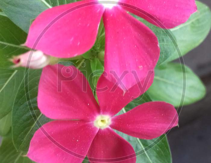 Red Periwinkle Flowers - image