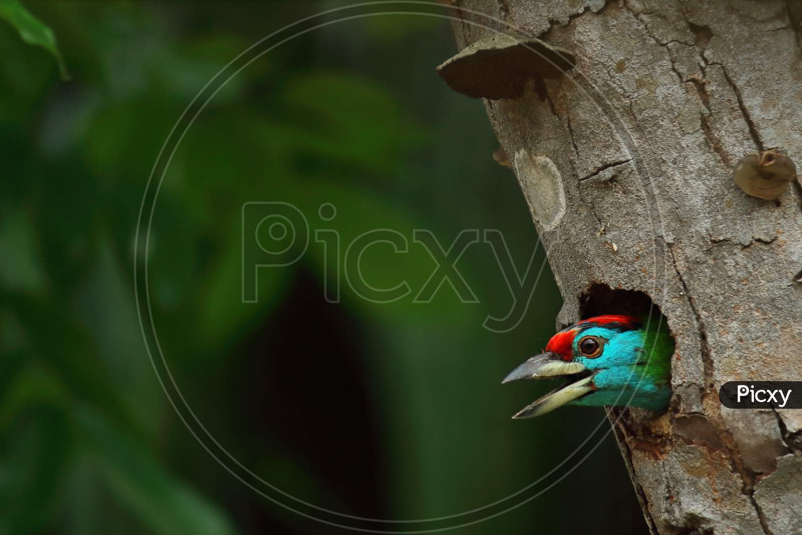 blue throated barbet (psilopogon asiaticus or megalaima asiatica) chirping from its nest