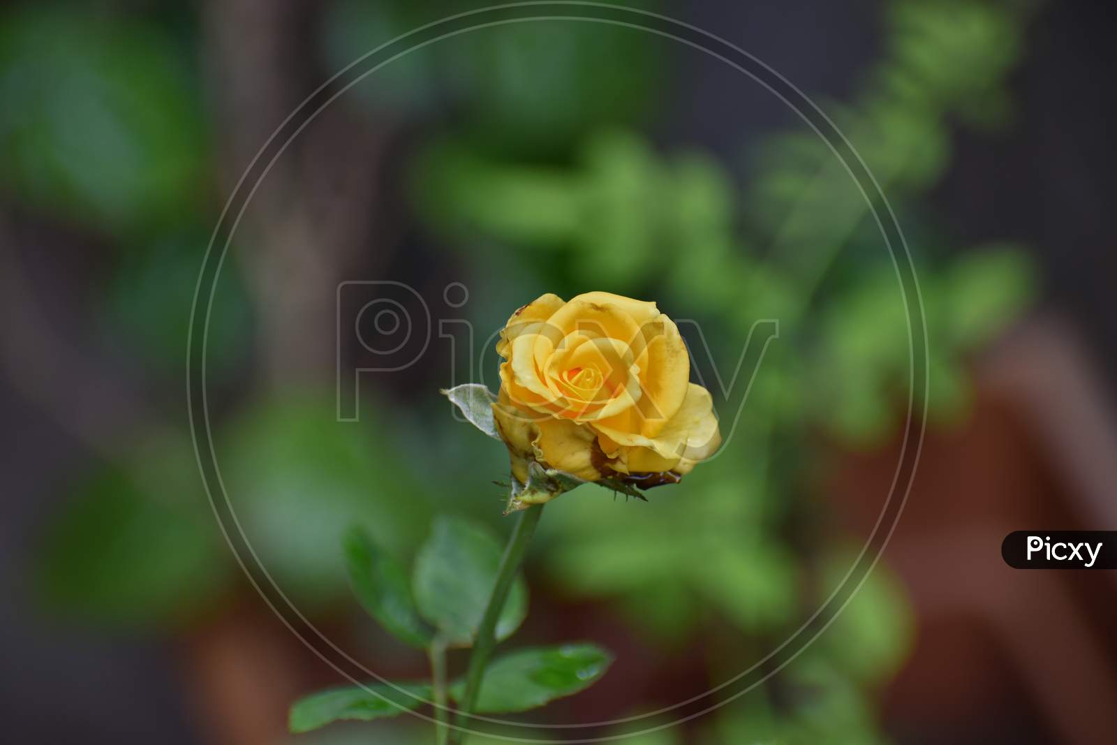 Rose in garden