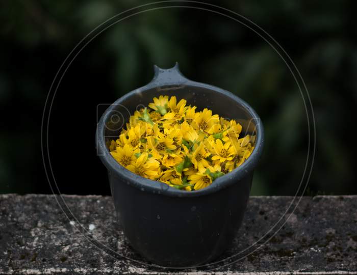 A Cup Full Of Yellow Flowers Which Is Called Sphagneticola Trilobata , Commonly Known As Singapore Daisy.