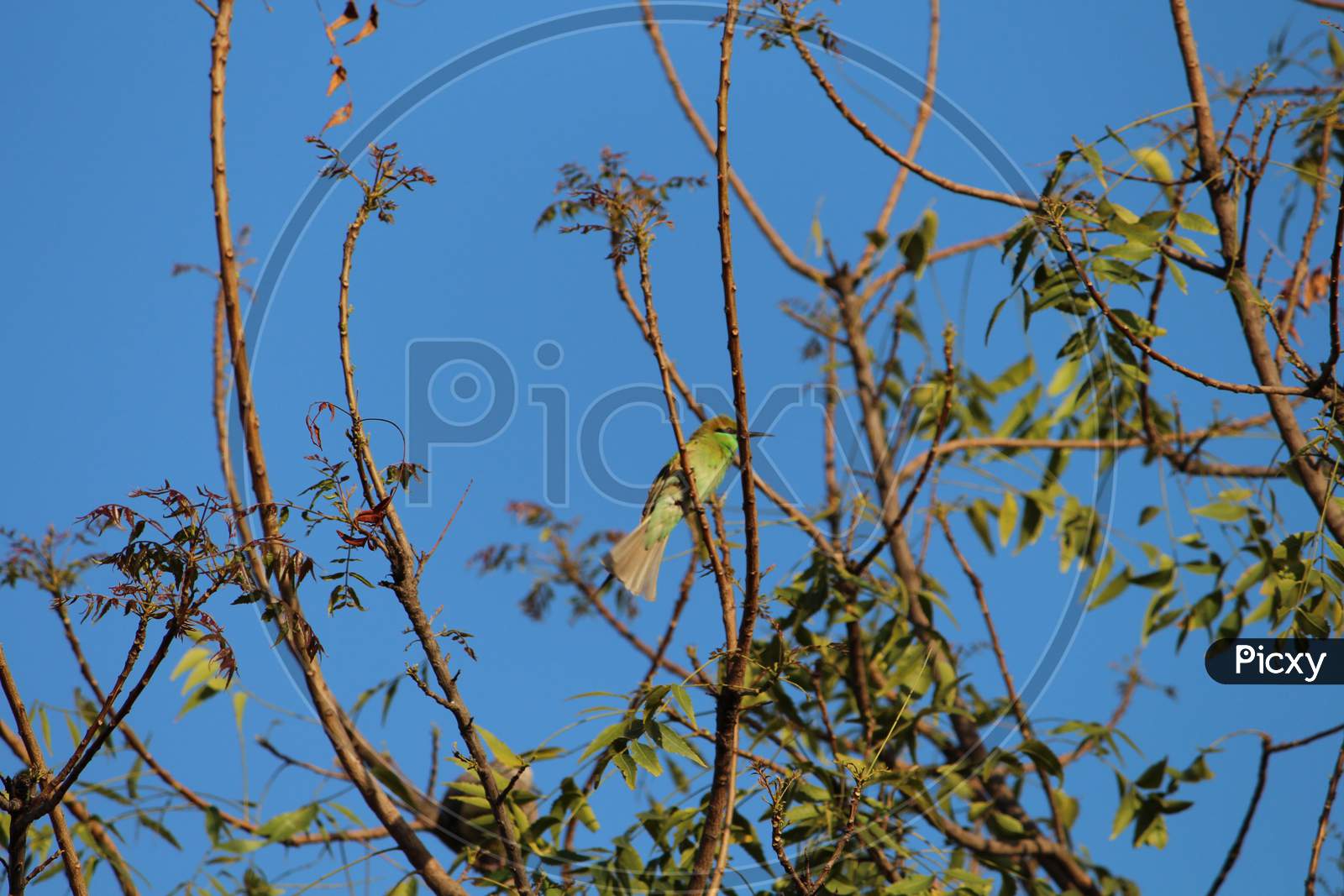 small green birds on the branches of a neem tree
