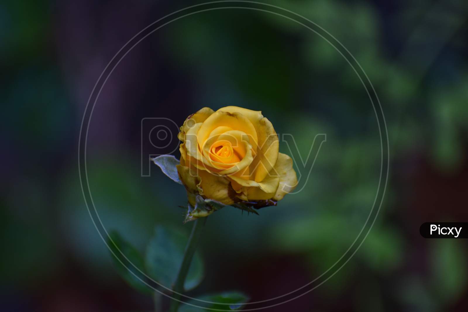Yellow rose in green garden