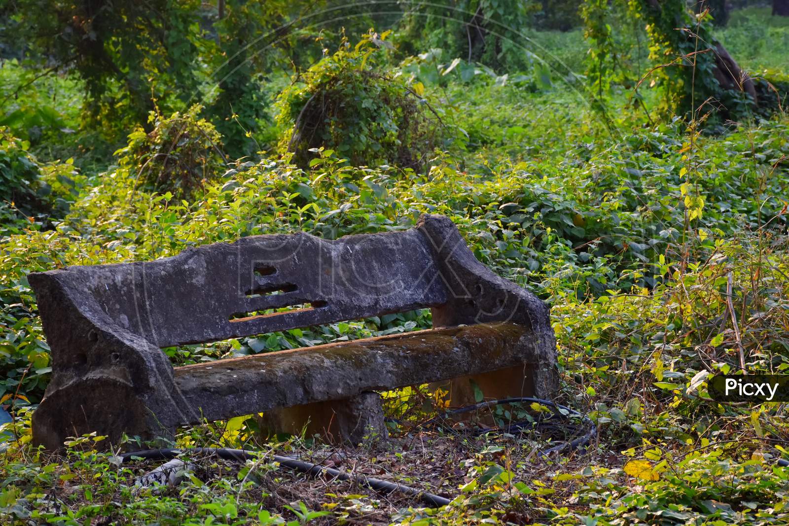 Abandoned Cement Bench Covered With Moss On The Footpath At Indian Botanic Garden Of Shibpur, Howrah Near Kolkata. Soft Focus