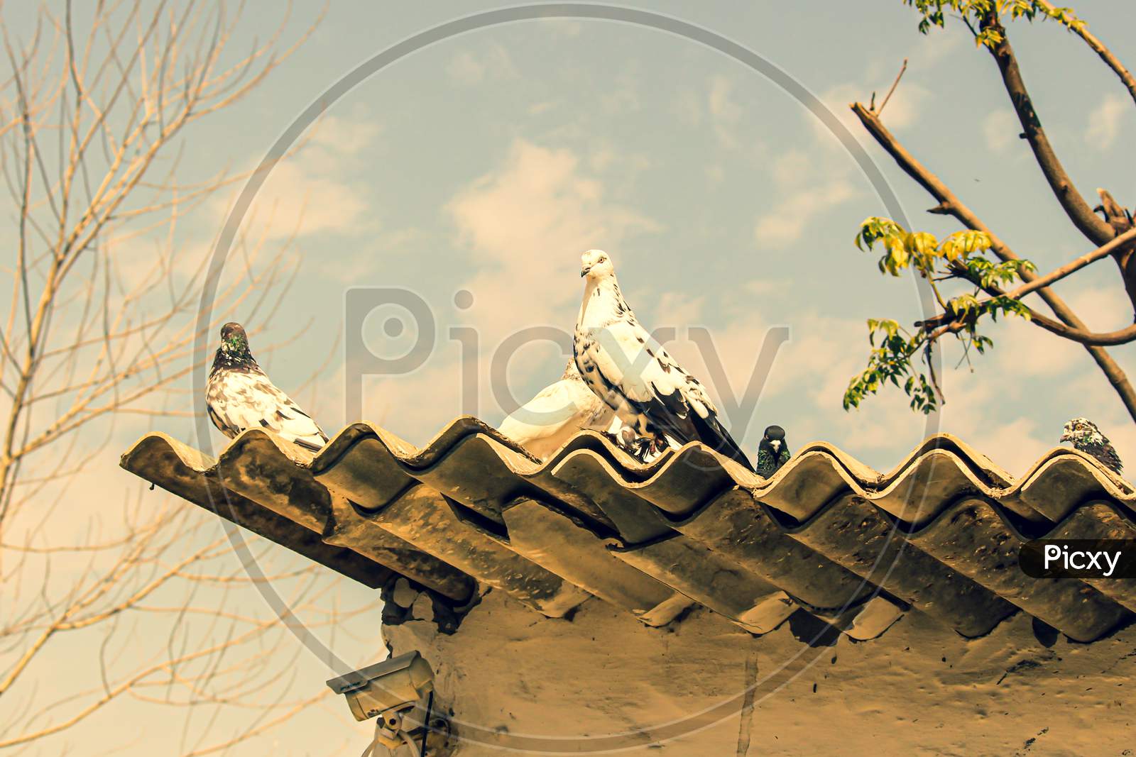 Doves sitting on roof top
