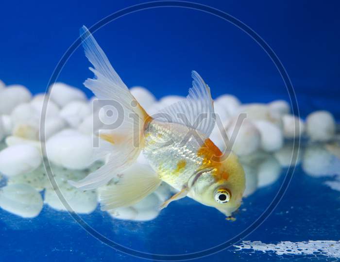 Single Redcap Goldfish In A Tank
