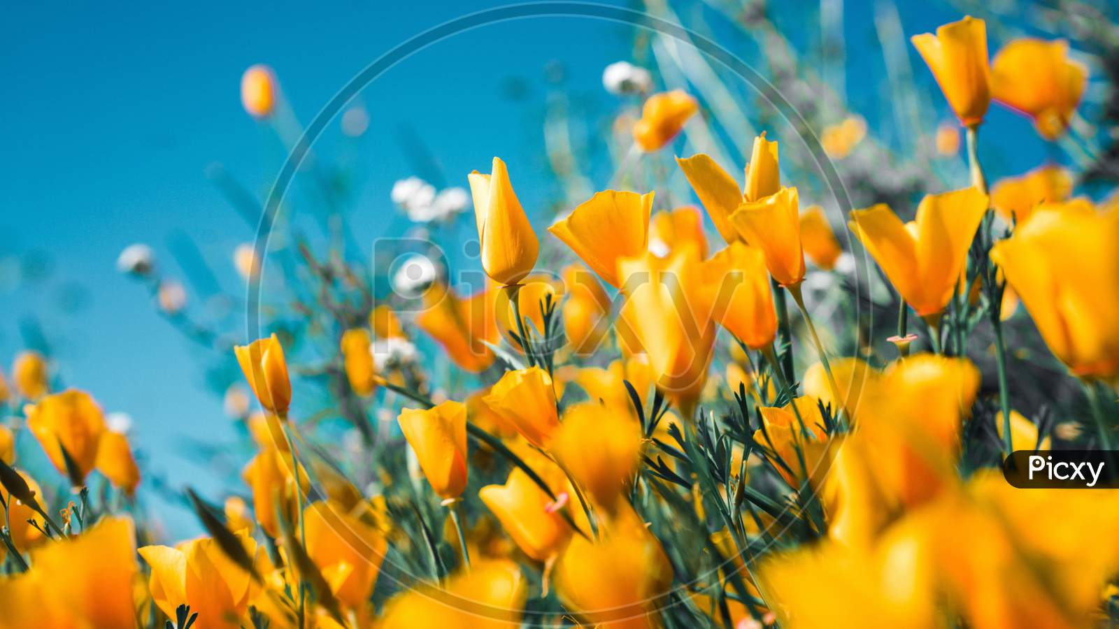 Beautiful spring background with close-up of a group of blooming purple, yellow crocus flowers in spring garden.