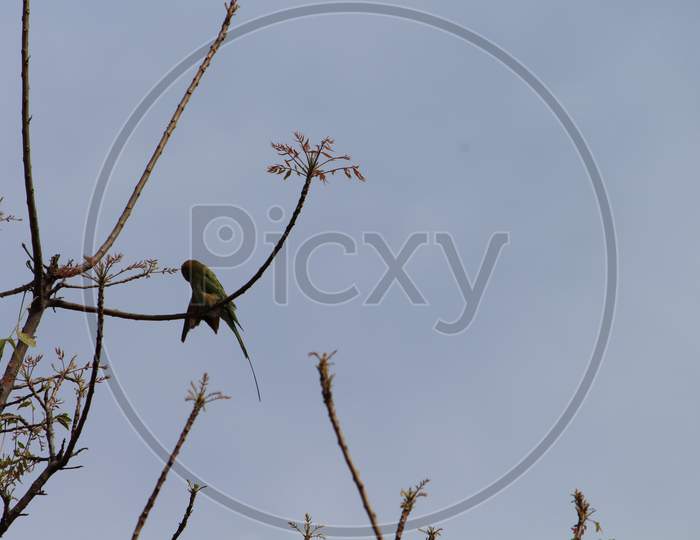 a small green bird on the branch of a neem tree
