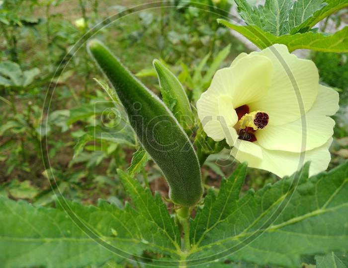 Lady finger and its flower