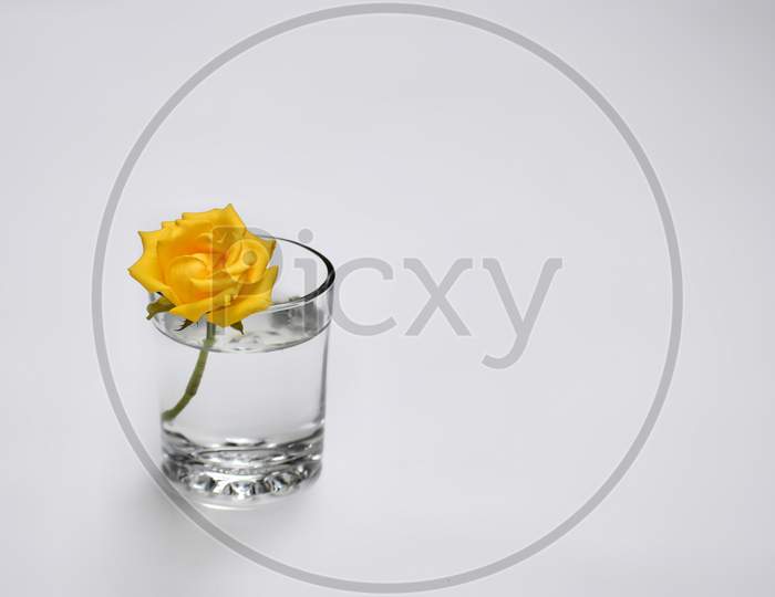 Yellow rose in water white background