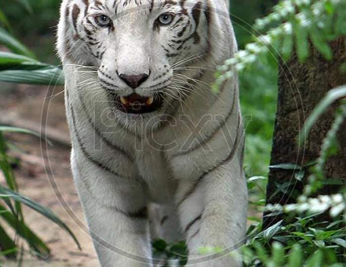 This is a close up of a tiger