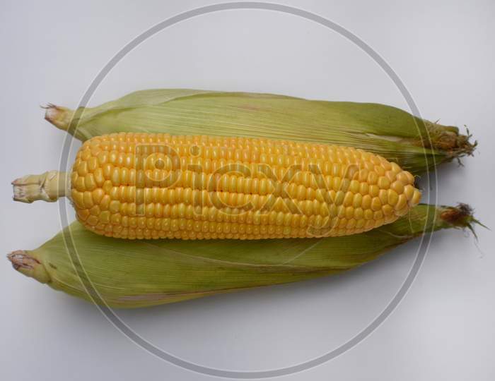 Sweet corn raw plain background