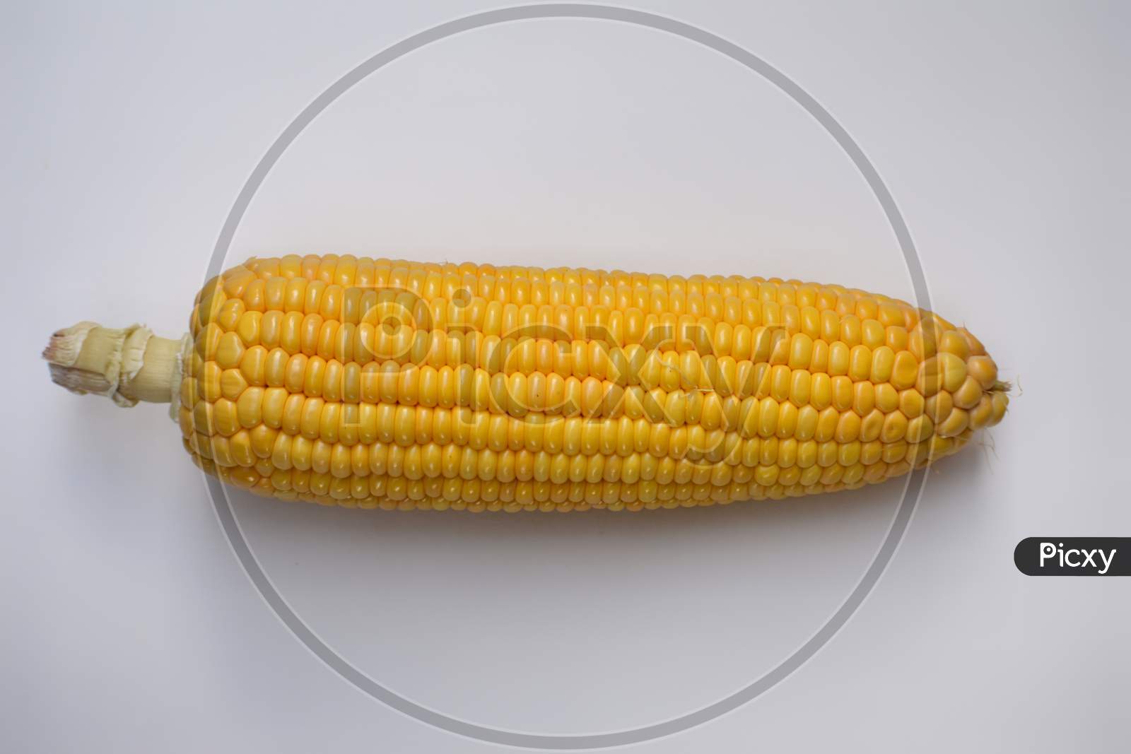 Isolated single sweet corn in white background