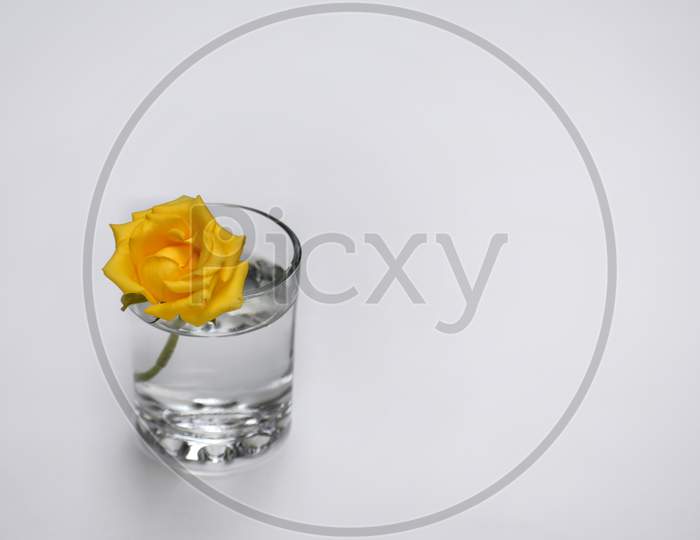 Rose in glass of water show piece