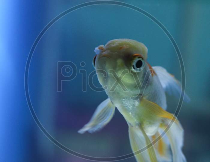 Single Redcap Goldfish Reflection