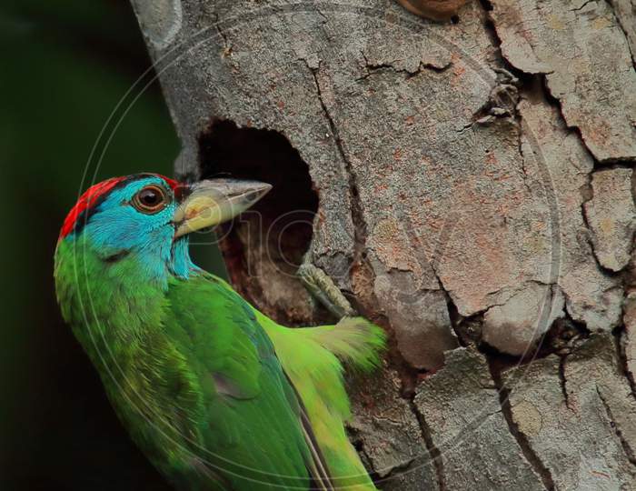 a breeding plumage male blue throated barbet (psilopogon asiaticus or megalaima asiatica) sitting on a tree in summertime, diamond harbour in india