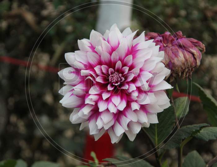 Beautiful Natural Flower In Flower Garden