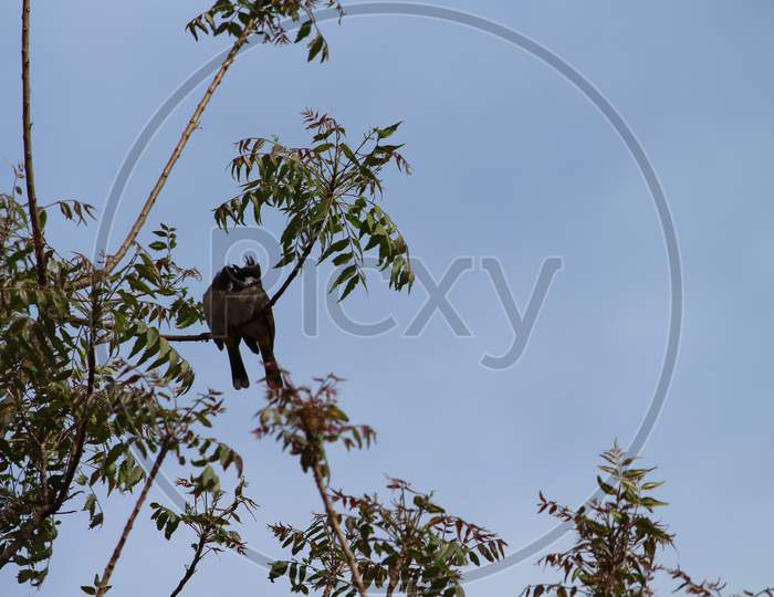 a pair of birds perched in the branch of a neem tree