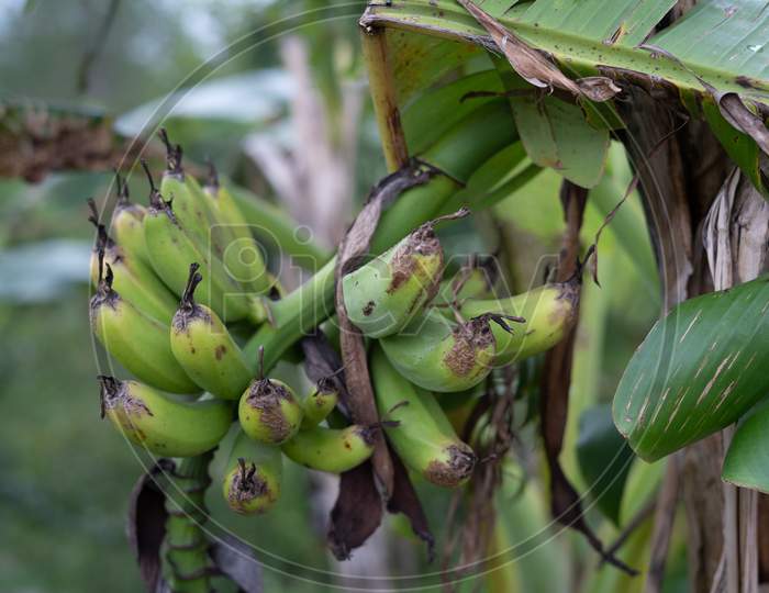 Bunch Of Green Bananas In The Garden Hanging In The Tree.Agriculture Plantation.