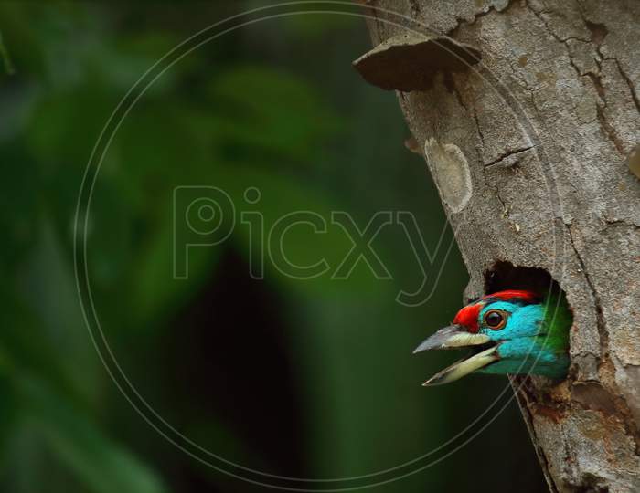 blue throated barbet (psilopogon asiaticus or megalaima asiatica) chirping from its nest