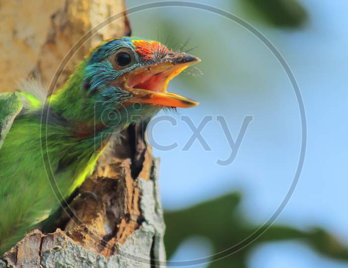 beautiful blue throated barbet chick (psilopogon asiaticus or megalaima asiatica) chirping from its nest