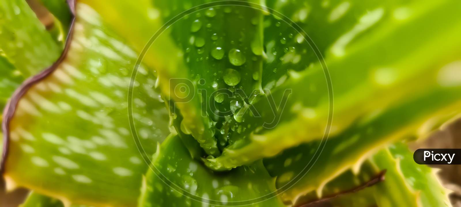Water drops on aloevera leaves