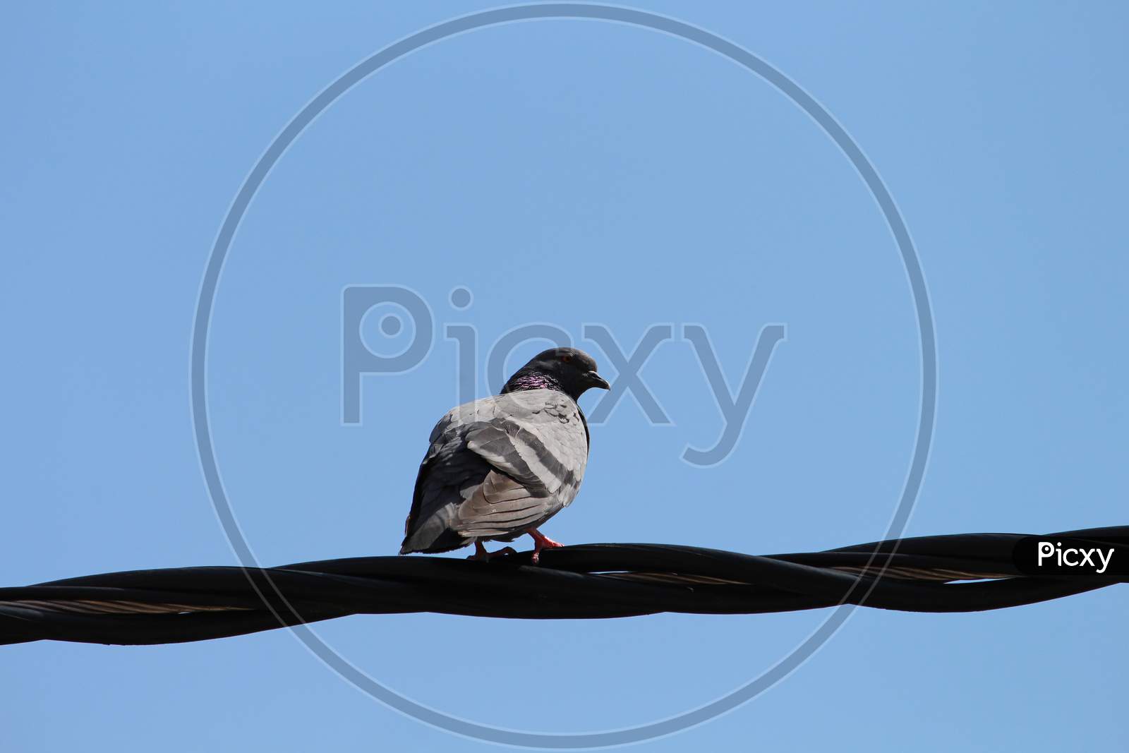 a curious pigeon is perching on a cable wire