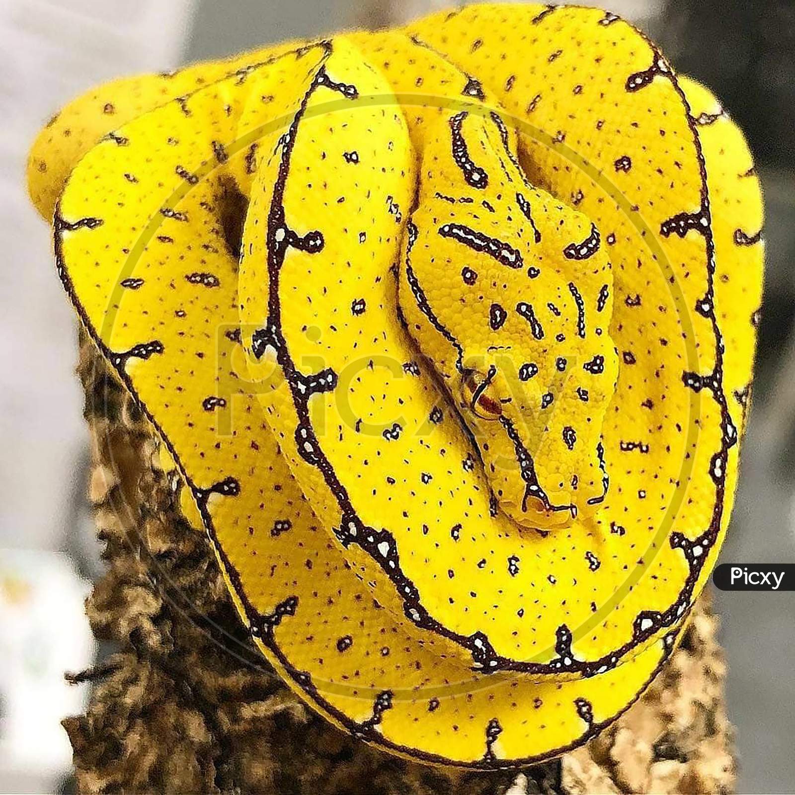 This is a yellow snake viper
