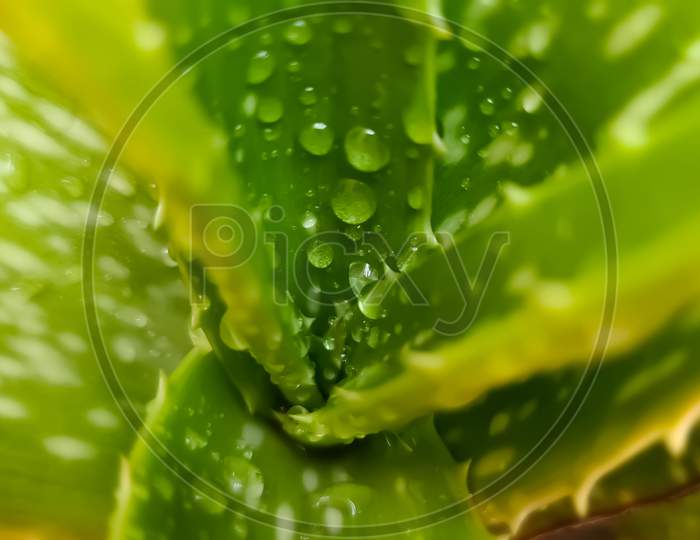 Water drops on aloevera leaves